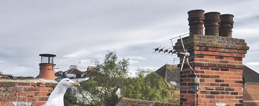 Chimney Cleaning And Restoration in Drexel Heights, Arizona